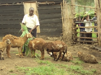 veterinario foraggia le pecore