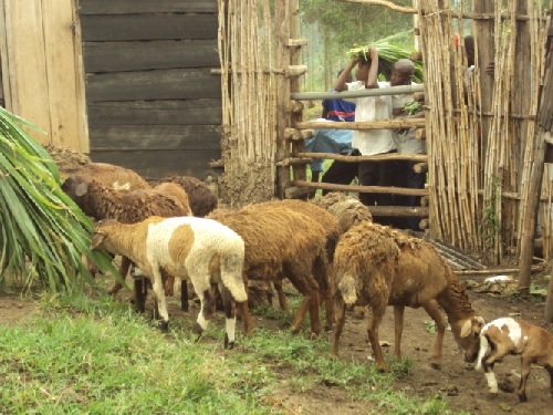 alunni foraggiano le pecore