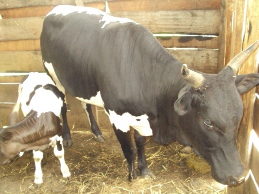 il vitellino appena nato